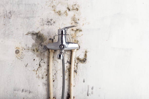 Best Certified Mold Removal  in Davidson, NC