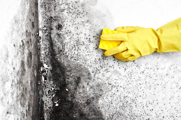 Best Mold Removal and Inspection  in Davidson, NC