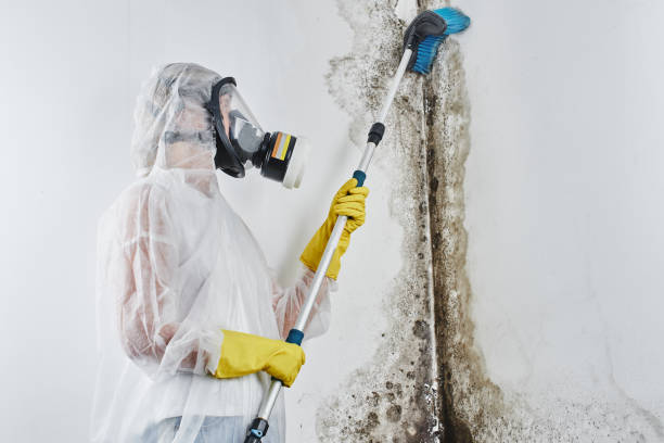 Mold Removal Process in Davidson, NC