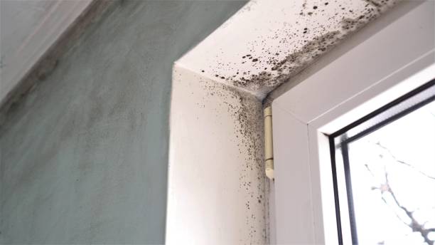 Mold Removal and Inspection in Davidson, NC