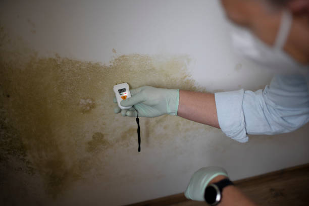 Best Emergency Mold Removal  in Davidson, NC