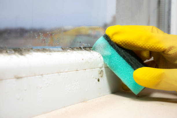 Best Mold Testing  in Davidson, NC