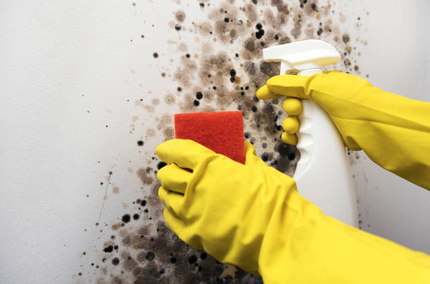 Best Professional Mold Removal  in Davidson, NC