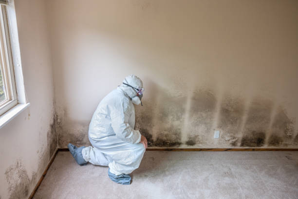  Davidson, NC Mold Removal Pros