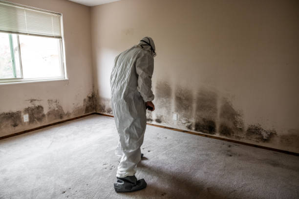 Best Black Mold Removal  in Davidson, NC
