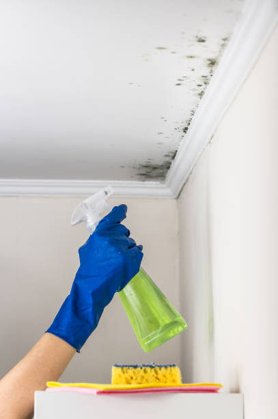 Best Home Mold Removal  in Davidson, NC